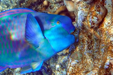 parrot fish diet|Parrotfish .